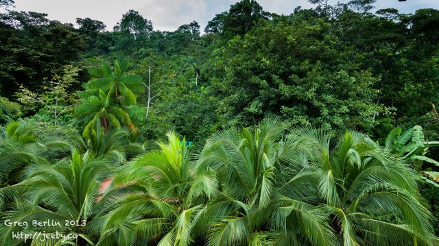 Beautiful Jungle Surrounds of Guaria de Osa in Costa Rica